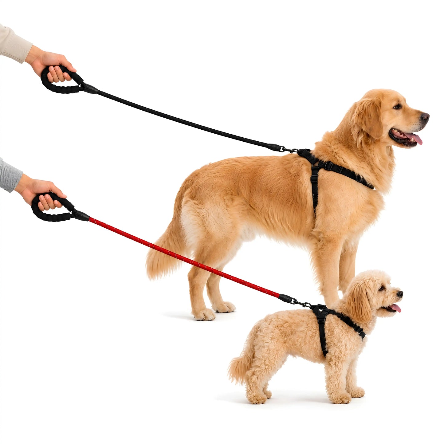 The Ultimate Leash